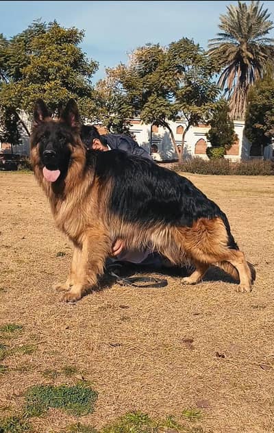 German Shepherd long coat Pedigree Mel available for sale