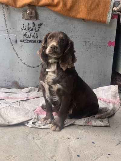Cocker spaniel dog available