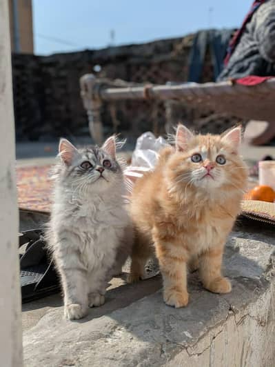 "healthy kittens for sale-Loving home needed"