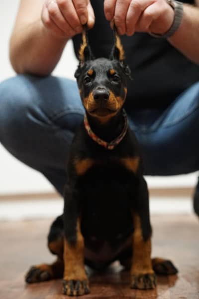 IMPORTED DOBERMAN PUPPIES AVAILABLE FOR BOOKING