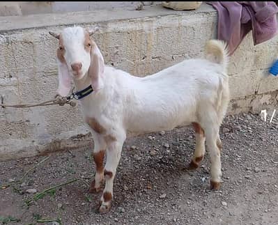 Bisar khubsurat double haddi Bakra for sell