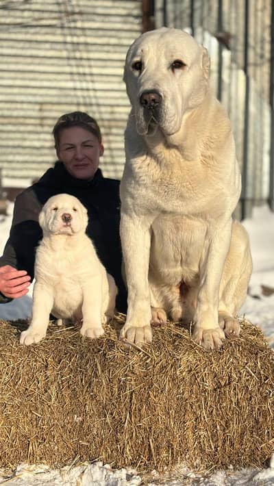 IMPORTED ALABAI PUPPIES ARE AVAILABLE FOR BOOKING