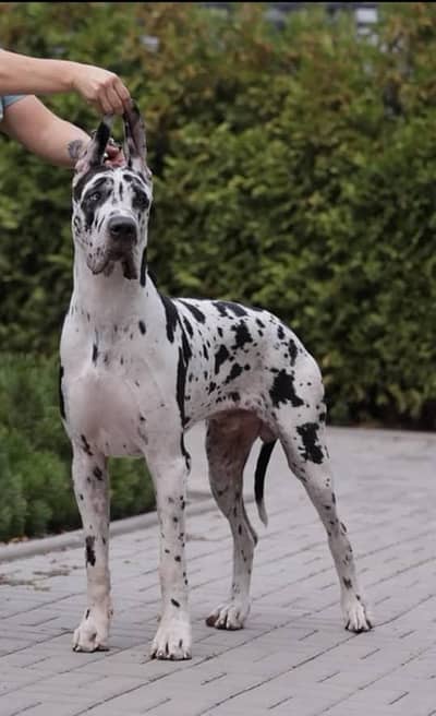 HARLEY QUINN GREAT DANE PUPPIES ARE AVAILABLE FOR BOOKING