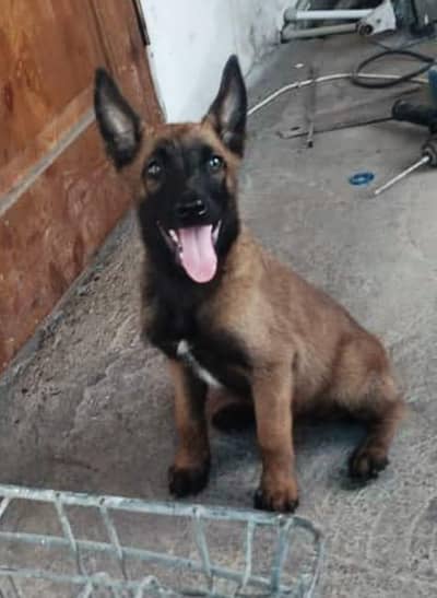 IMPORTED BELGIUM MALINOIS PUPPIES ARE AVAILABLE FOR BOOKING