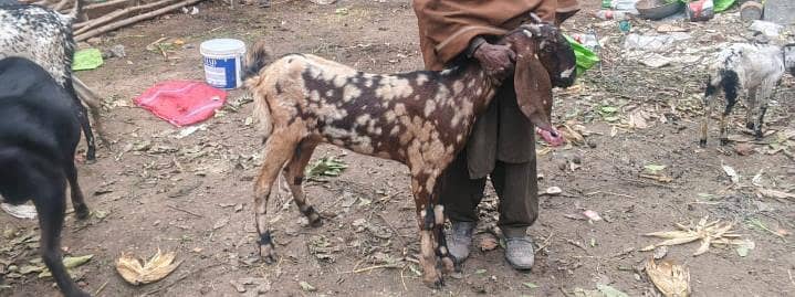 Milking Goats for sale / Beetal farm for sale / qurbani k liye bakry