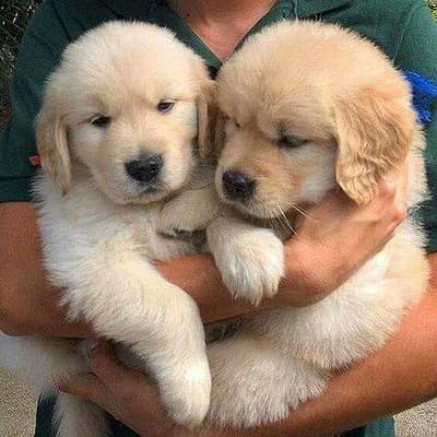 golden retriever puppy 03425655411