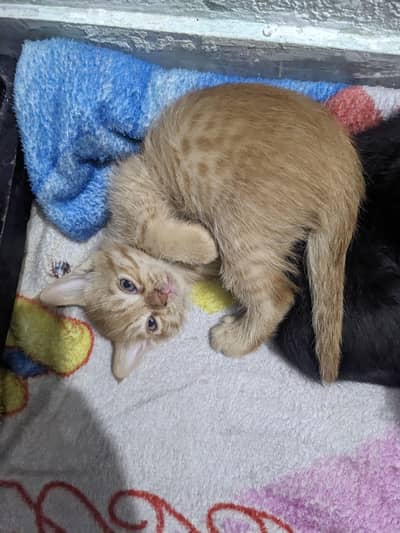 Moggy kitten's for adoption