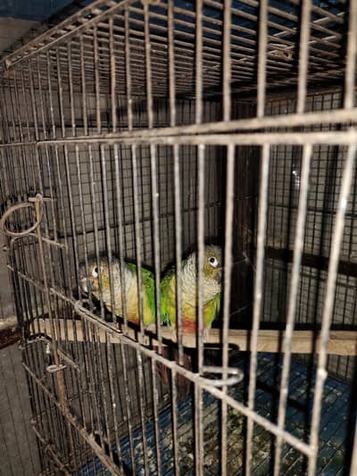 Yellow sided conure