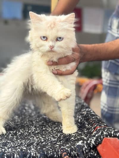 Persian Cat Blue Eyes
