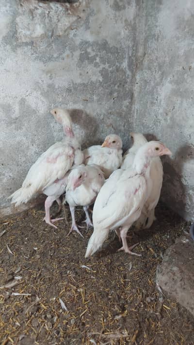 Heera Aseel Chicks