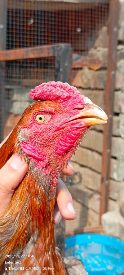 Thai + veit birds for sale