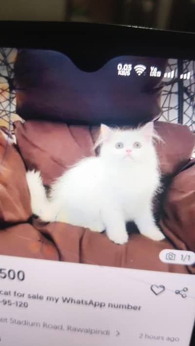 Persian cat for sale my WhatsApp number  0324-12-95-120
