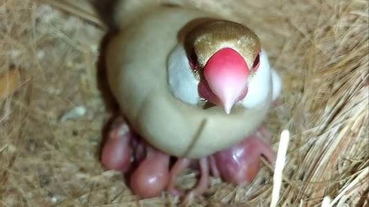 Fawn or Opal Java Pair With Chicks Golden Opportunity For New Fanciers