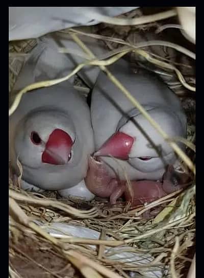 Fawn or Opal Java Pair With Chicks in just 6500 03222088869