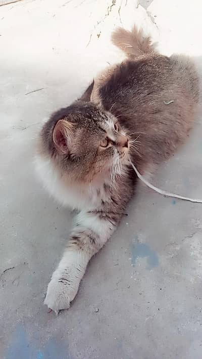 Persian cat home trained