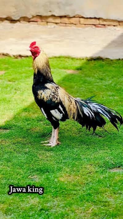 aseel minimum age one and half year