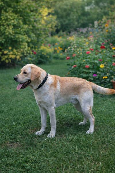 labrador retriever pedigree