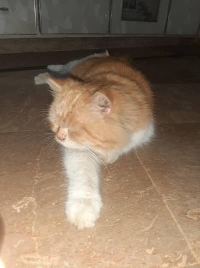 Persian cat,female   #cats #beautiful Persian cat #cat #cat for sale