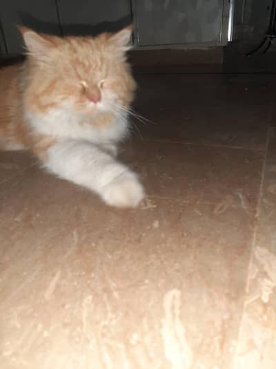 Persian cat,female   #cats #beautiful Persian cat #cat #cat for sale