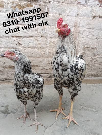 Cheena Aseel Pair for sale