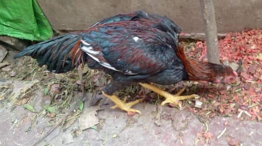 Mianwali Aseel Lakha Murgha / Aseel Murgha / Murga