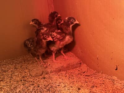 Ply mouth / chicks / chuze / Plymouth chicks / pathy / hens / murgi