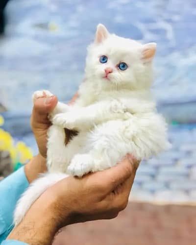 Persian female kitten for sale. my WhatsApp number 0320*24-100*47