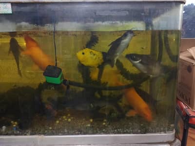 All Fish   with 5Feet Aquarium and all asseories