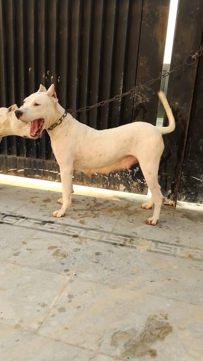 IMPORTED DOGO ARGENTINO PUPPY AVAILABLE FOR SALE