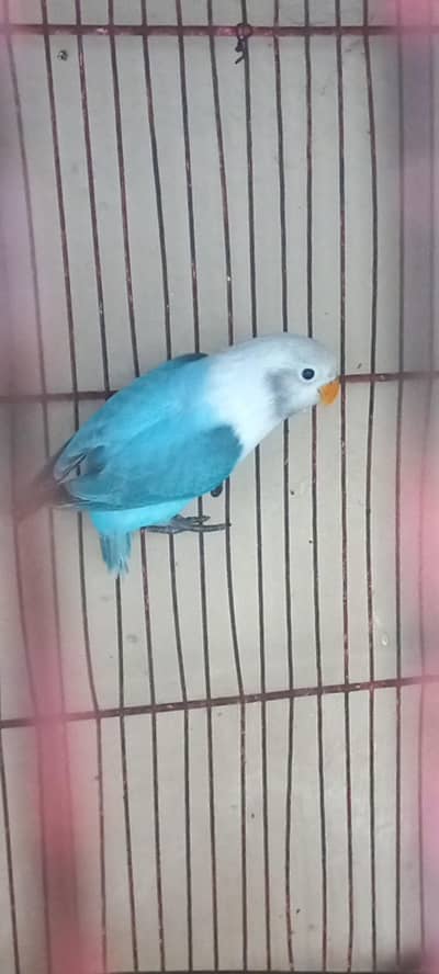 top quality Misty blue Opline  chicks