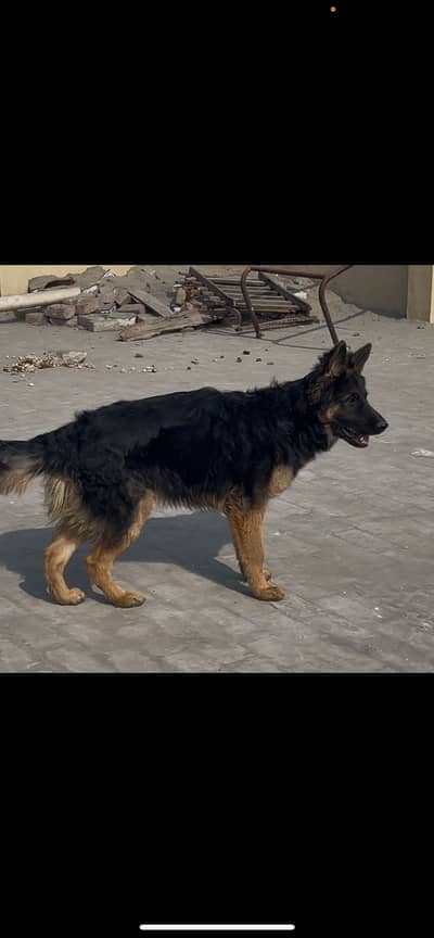 Pedigree german shepherd Dog | Male long coat Dog | gsd dog