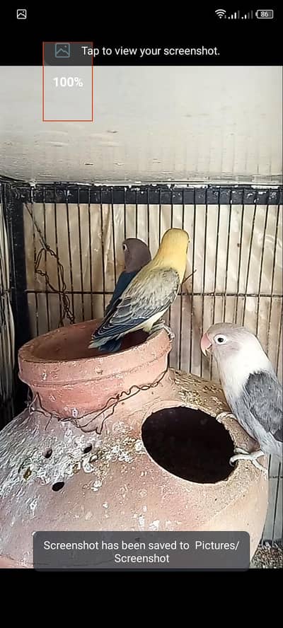 breeder pair with 3chicks available