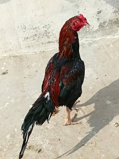 Aseel Murgha Real Breed For Sale Limited Offer