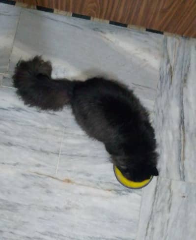 Persian Male Cat available for sale