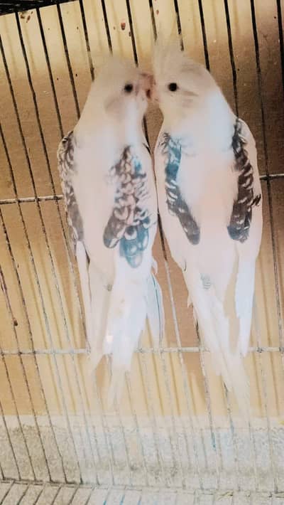 V pied butterfly pair