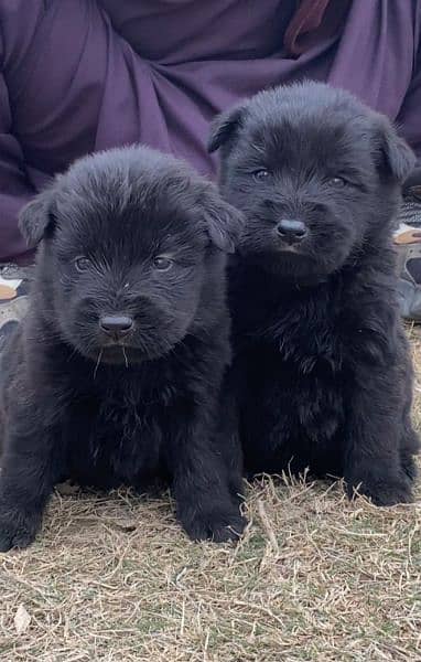 balck shepherd long cout pair for sale active and healthy
