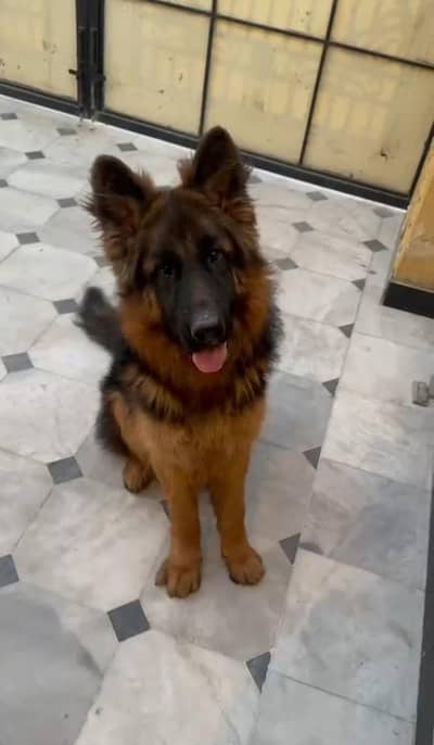 German Shepherd  long hair coat