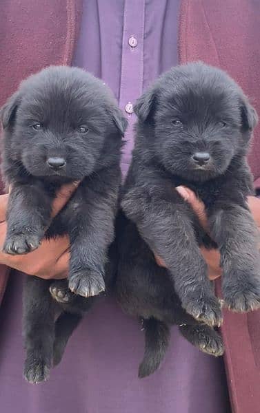 black shepherd long cout pair for sale active and healthy