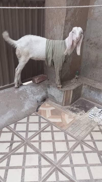 rajanpuri bakra
