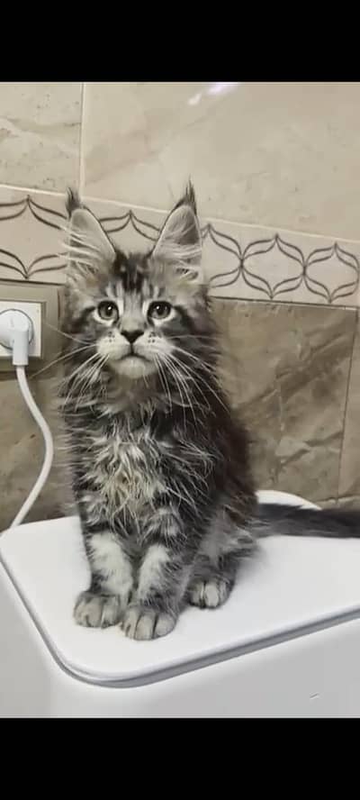 IMPORTED BRITISH SHORTHAIR / SCOTISH FLOD / MAINE COON KITTENS