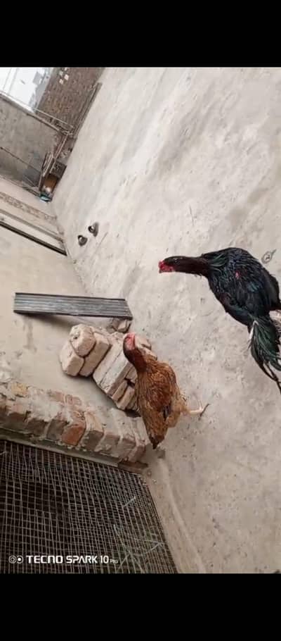 Mashallah mian wali pair for sale exchange possible with  2 shamo chik