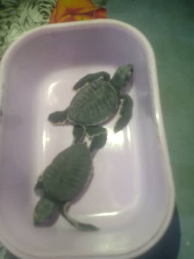 2  Turlte babies