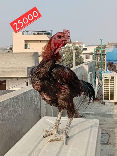 Dragon breed Available