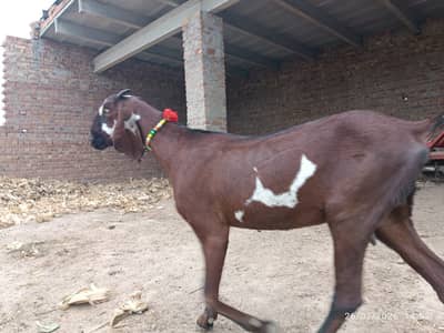 Goat | Bkra | Betal Goat | Nagra Goat | Rajnpuri Goat | بکرا | Goat