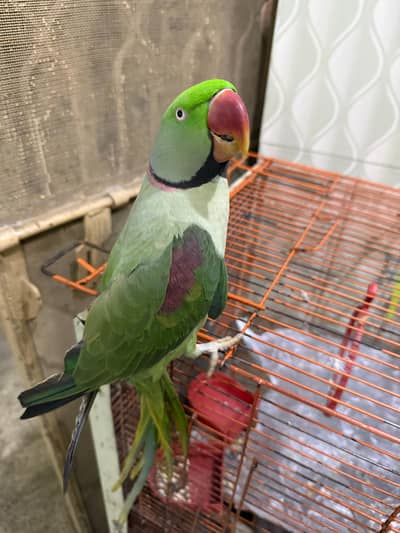 Green Kashimiri Parrot