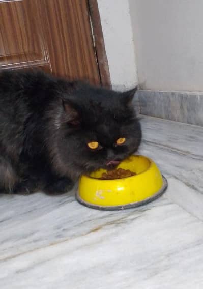 Persian Male Cat available for sale