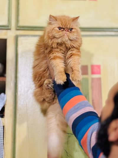 white persian kitten | fawn | calico | bicolor | semi punch | kittens