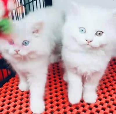 Quality Persian Punch Face Cats & Kittens 03097962675 WhatsApp
