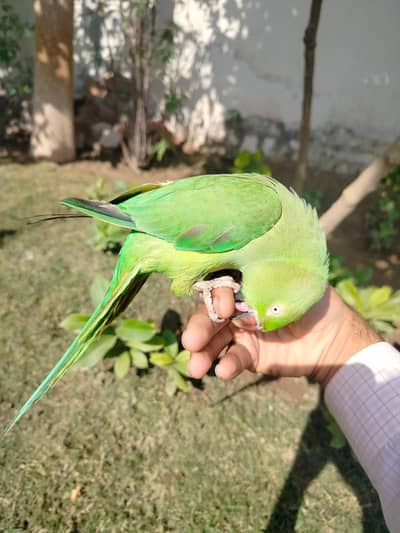 Breader Female Full Talking