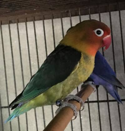 Green fisher split blue Pair for sale